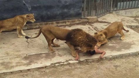 UNIVERSITY GOSSIPS blog: Lions eat up a man taking care of them at the ...