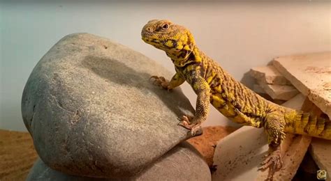 Uromastyx Care Guide (Habitat, Lifespan, Feeding, & More)