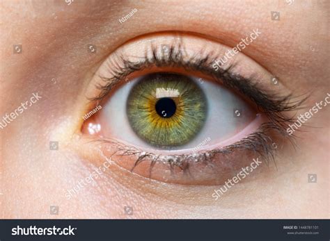 2,179,275 Green Eyes Images, Stock Photos & Vectors | Shutterstock