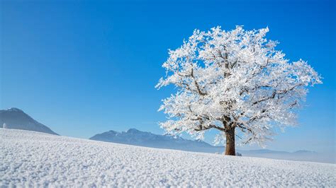 Oak Tree (Quercus) near the Town of Kochel am See, Bavaria, Germany | Windows Spotlight Images