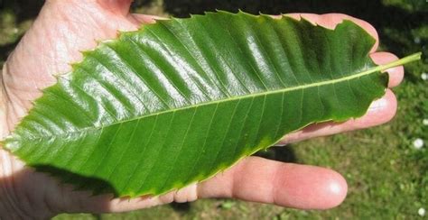 Sweet Chestnut - Tree Guide UK Sweet Chestnut tree identification