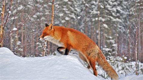 Fox In Snow, HD Animals, 4k Wallpapers, Images, Backgrounds, Photos and Pictures