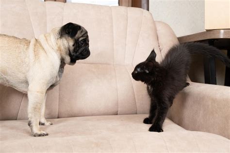 Premium Photo | A maine coon kitten hisses at the pug catdog interaction cats and dogs friendship