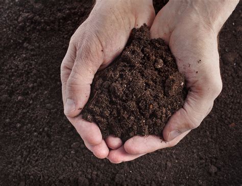 Cuándo debe elegir tierra de jardín en lugar de tierra para macetas? | The Dirt Bag | Guinguette ...