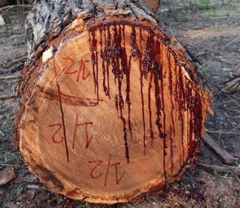 Bloodwood – The Tree That Bleeds When Cut