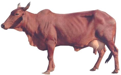 Indian Cattle Breeds - Red Sindhi