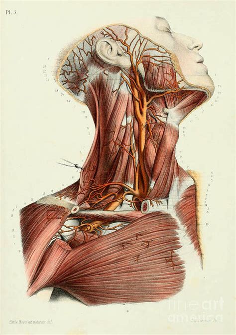 Anatomy human body old anatomical 32 Art Print by Boon Mee - Pixels