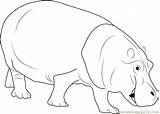 Hippopotamus Coloring Pages sketch template