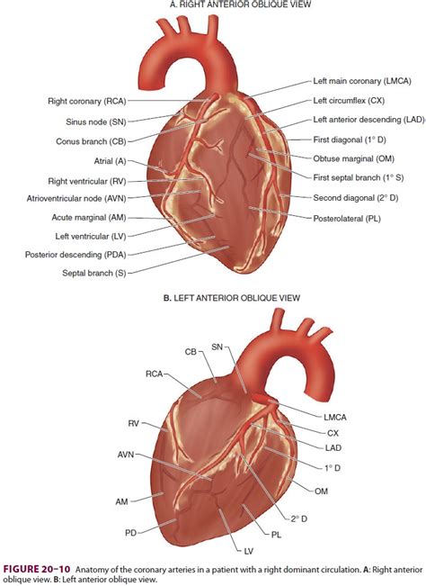 Anatomy & Physiology of the Coronary Circulation