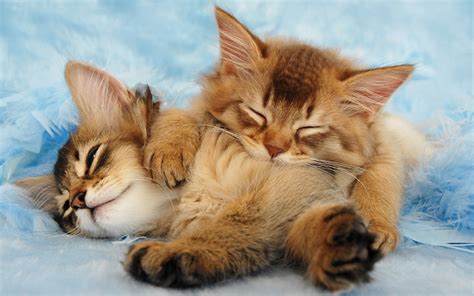 45+ Somali Cat Breeders Usa - Furry Kittens