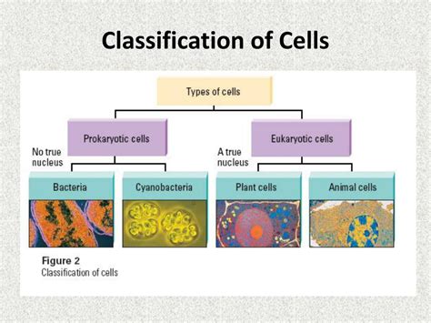 PPT - Cell Parts and Functions PowerPoint Presentation, free download ...