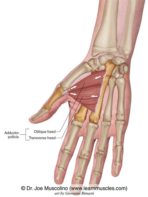 Fascia Over Adductor Pollicis Muscle