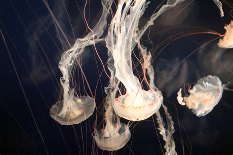 White Jellyfishes Swimming Downwards Close-up Photography · Free Stock Photo