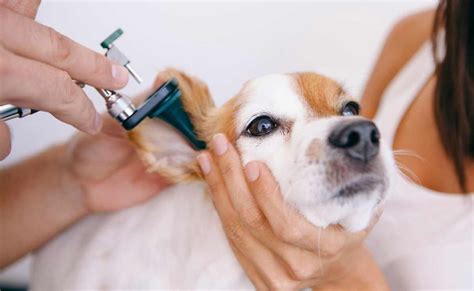 Antibiotics For Dog Ear Infection - Petsynse