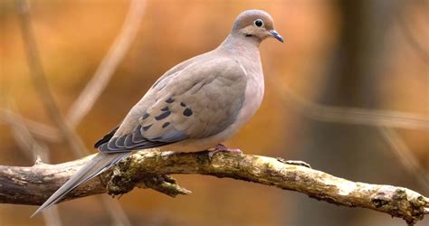 Mourning Dove Identification, All About Birds, Cornell Lab of Ornithology