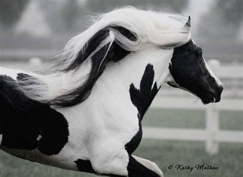 20 Horses With The Most Fabulous Hair You Have Ever Seen | Pretty horses, Horses, Most beautiful ...