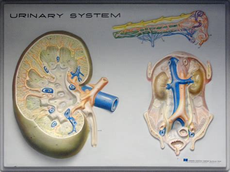 urinary system | the urinary system. cross section. | hobvias sudoneighm | Flickr