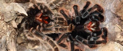 Can Tarantulas Die While Moulting? | Keeping Bugs