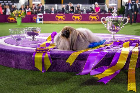 Westminster Best in Show Winners 2008 to 2021 – American Kennel Club