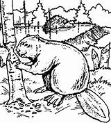 Beaver Coloring Page At GetColoringscom  Free Printable Colorings sketch template