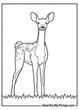 15 Realistic Animals Coloring Pages 100% Free Printables sketch template
