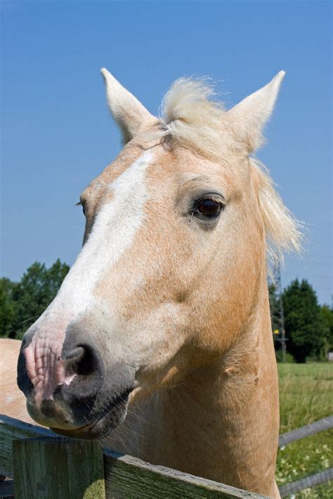 Horse Head Portrait Free Stock Photo - Public Domain Pictures