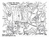 Rainforests Of Southeast Asia – Coloring Nature sketch template