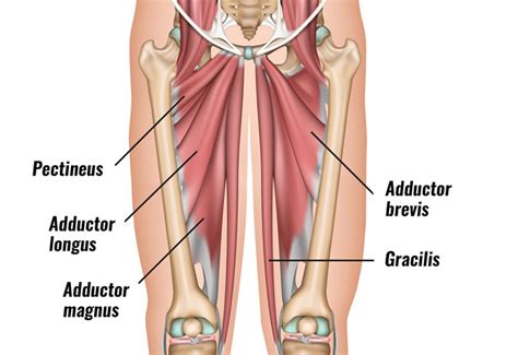 Groin Strain - Symptoms, Causes, Treatment & Rehabilitation Exercises