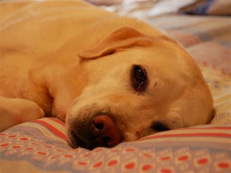 Labrador Sleeping Dog - Free photo on Pixabay - Pixabay