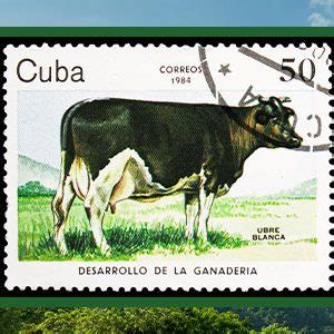 "Ubre Blanca", la vaca lechera cubana de la Guerra fría