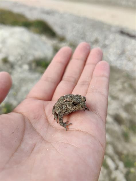 Common Toad - Bufo bufo - Observation.org