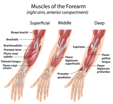 Finger Flexor Tendon Pulley Injuries – Eastern Sierra Physical Therapy