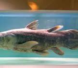 Coelacanth - Description, Habitat, Image, Diet, and Interesting Facts