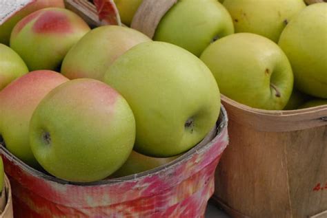 The Mutsu Apple Tree - Minneopa Orchards