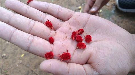 Red Velvet Mites On My Hand - YouTube