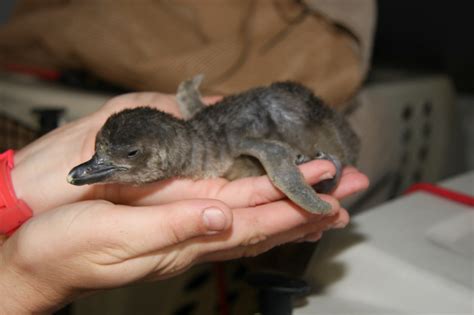 Popular chicks: Baby penguins hatch, Aquarium of the Pacific turns on webcam (photos) | 89.3 KPCC