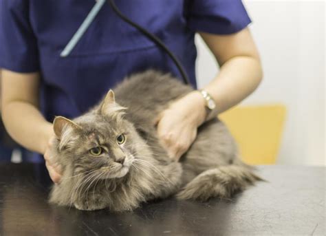 Skin Cancer in Cats | PetMD