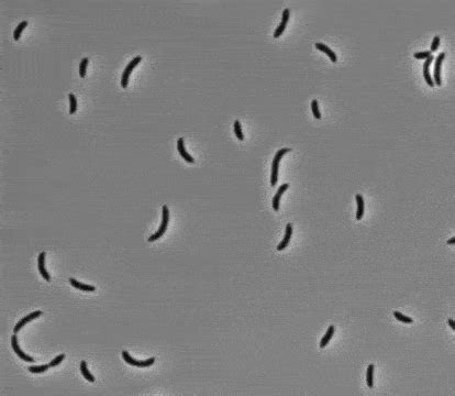 Bacteria Under Microscope Gif - Micropedia