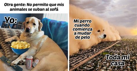 15 Divertidos memes de perritos que merecen ser compartidos