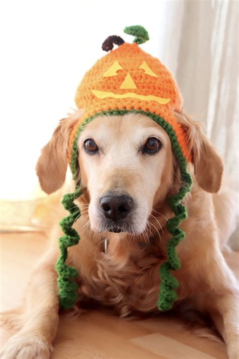 25+ Halloween Costumes for Golden Retrievers (& Labs, too!) - Hey ...