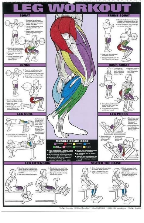 Exercices de musculation : jambes ! - #de #exercices #Jambes #Musculation | Workout posters, Gym ...