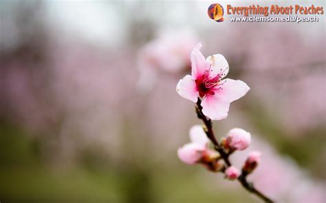 🔥 [47+] Peach Blossom Wallpapers | WallpaperSafari