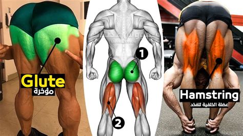 8 Best Exercises Glute and Hamstring workout | Fat Burning Facts