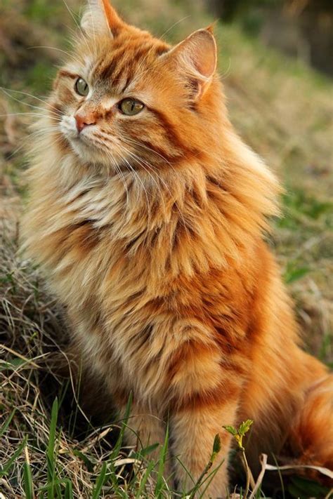 20++ Orange maine coon cat information | dadykitty