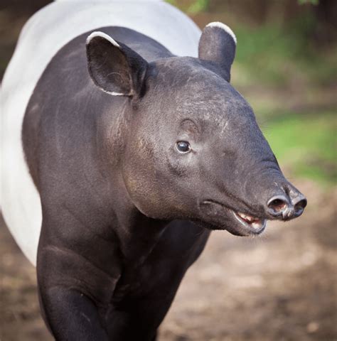Tapir (Rainforest) - Facts, Diet & Habitat Information