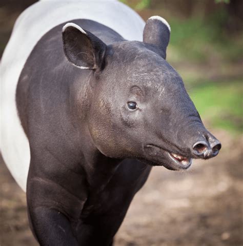 Tapir (Rainforest) - Facts, Diet & Habitat Information