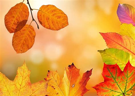 leaves background, leaves, leaf, autumn, colorful, foliage, nature, fall, seasons, vein, stem ...