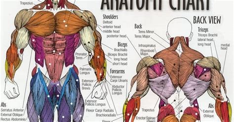 Back Muscles Anatomy Workout : Top Muscle Building Workouts For Men ...