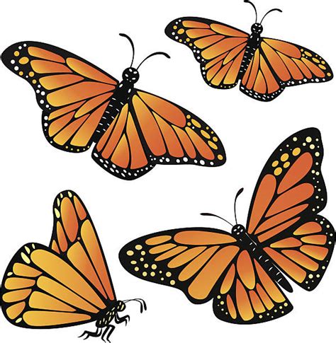 Best Monarch Butterfly Illustrations, Royalty-Free Vector Graphics ...