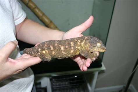 Gecko Ranch | Rhacodactylus leachianus Breeding Project